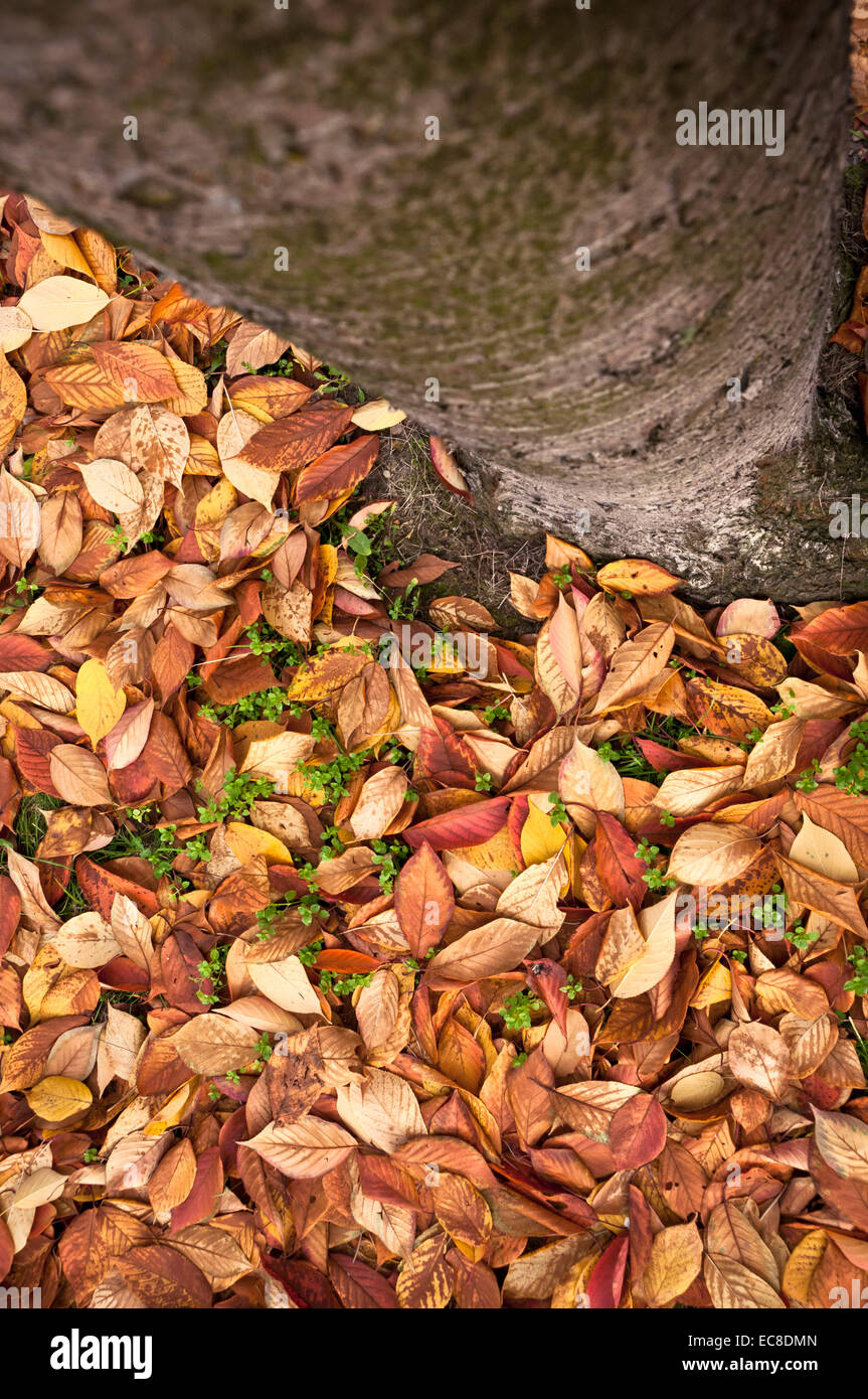 POV de au-dessus d'un tronc d'arbre avec des feuilles sur le terrain Banque D'Images