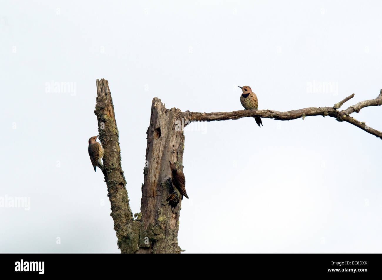 Trois flamboyants frolic et recherche de nourriture sur un parcours dans les morts. Banque D'Images Trois flamboyants frolic et recherche de nourriture sur un parcours dans les morts. Banque D'Images