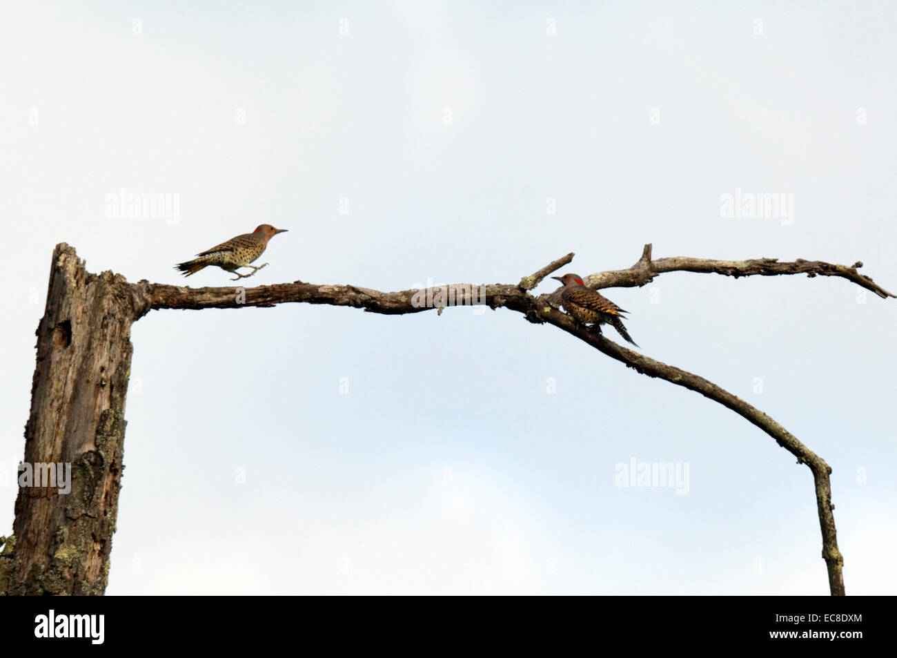Deux flamboyants frolic et recherche de nourriture sur un parcours dans les morts. Banque D'Images Deux flamboyants frolic et recherche de nourriture sur un parcours dans les morts. Banque D'Images