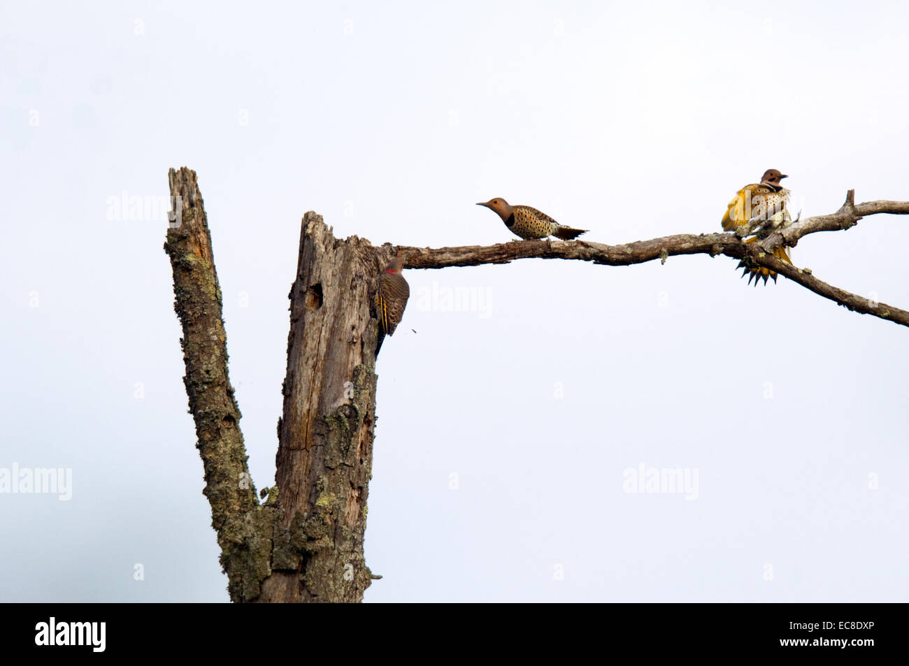 Trois flamboyants frolic et recherche de nourriture sur un parcours dans les morts. Banque D'Images Trois flamboyants frolic et recherche de nourriture sur un parcours dans les morts. Banque D'Images