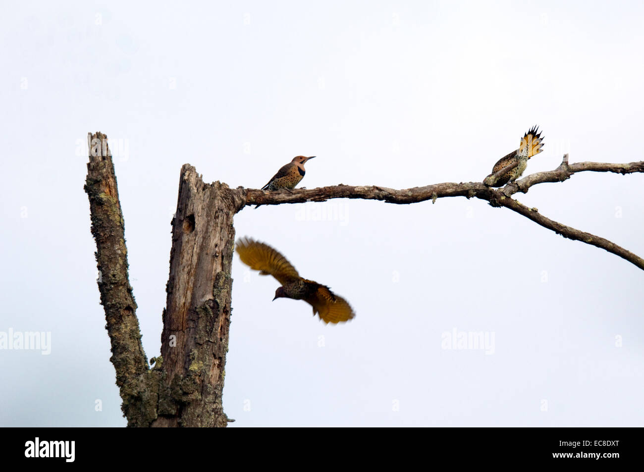 Trois flamboyants frolic et recherche de nourriture sur un parcours dans les morts. Banque D'Images Trois flamboyants frolic et recherche de nourriture sur un parcours dans les morts. Banque D'Images