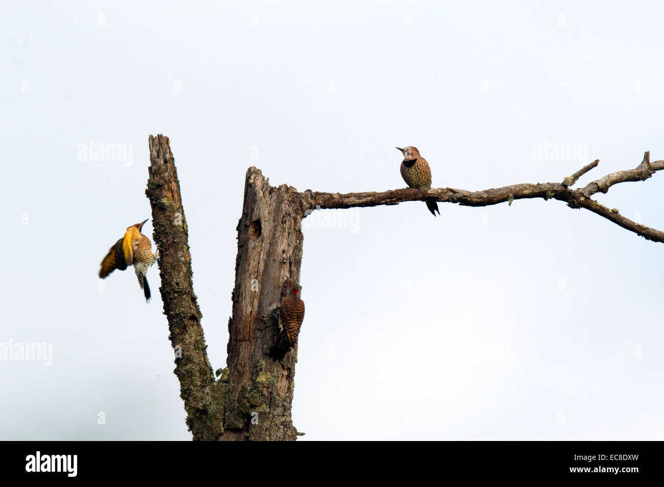 Trois flamboyants frolic et recherche de nourriture sur un parcours dans les morts. Banque D'Images Trois flamboyants frolic et recherche de nourriture sur un parcours dans les morts. Banque D'Images