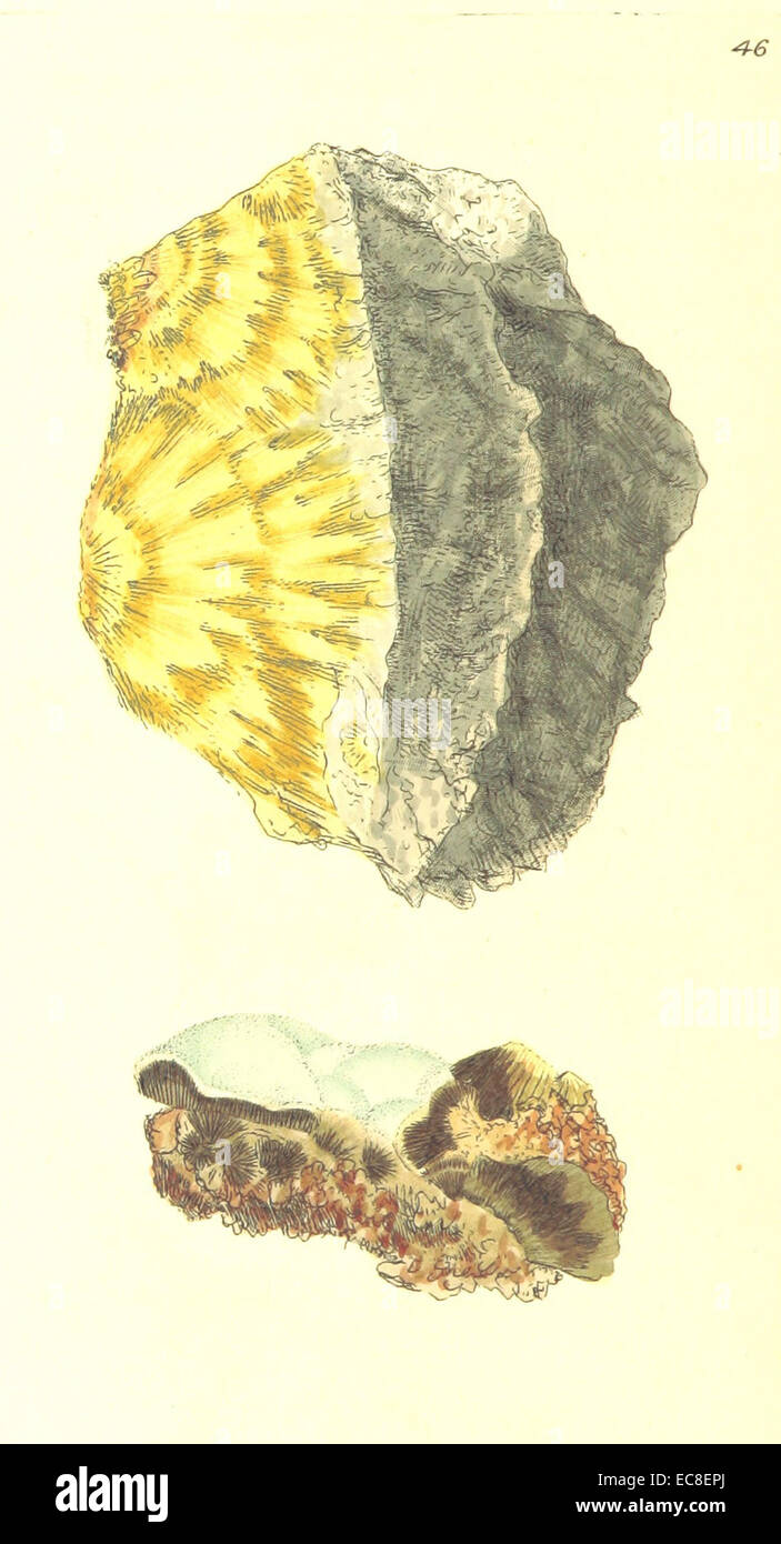 Cette illustration de 1804 tirée de « British Mineralogy Vol.1 » représente un spécimen minéral étiqueté T46, montrant les premières études de minéralogie en Grande-Bretagne au XIXe siècle. Banque D'Images