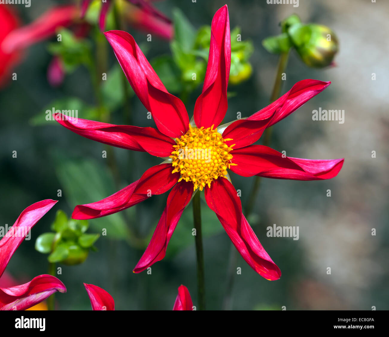 Image en gros plan d'un seul 'hanka red', un type d'orchidée de Dahlia. Banque D'Images