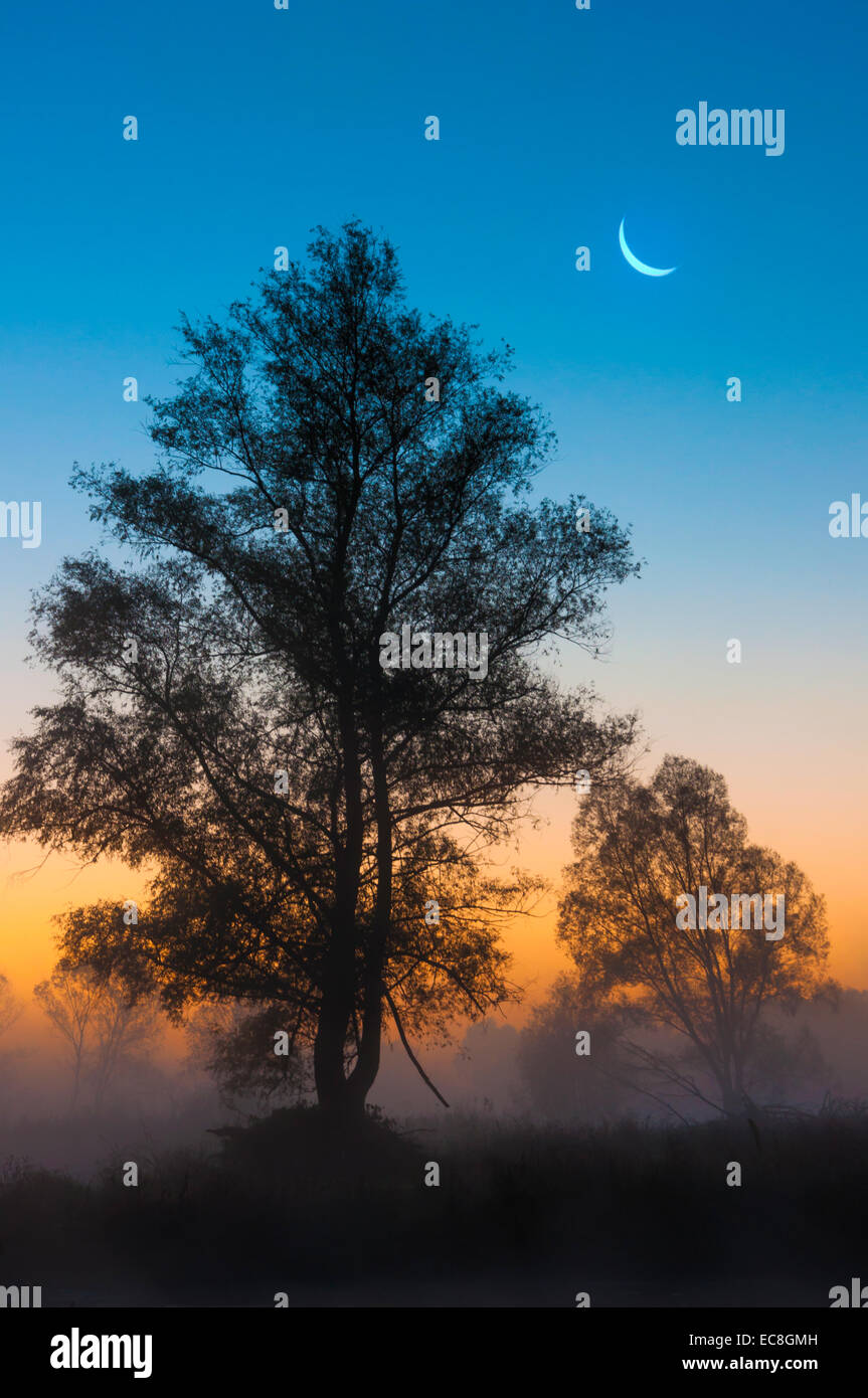 Paysage d'automne, les arbres dans la brume à l'aube. Banque D'Images