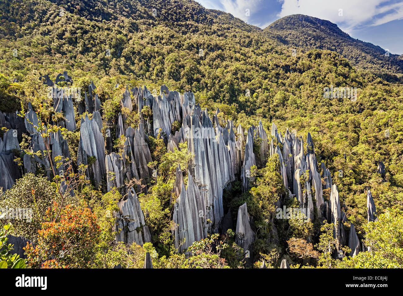 Pinnacles dans rainforest, paysage karstique, le parc national du Gunung Mulu, Sarawak, Malaisie Banque D'Images