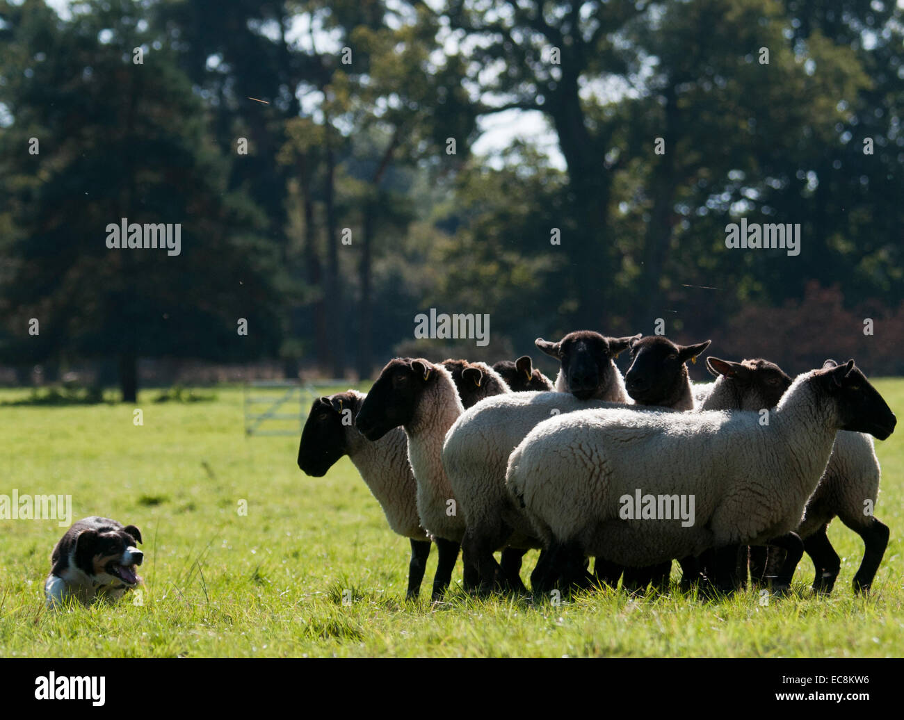 Troupeau de chiens de berger de moutons Banque de photographies et d — free download