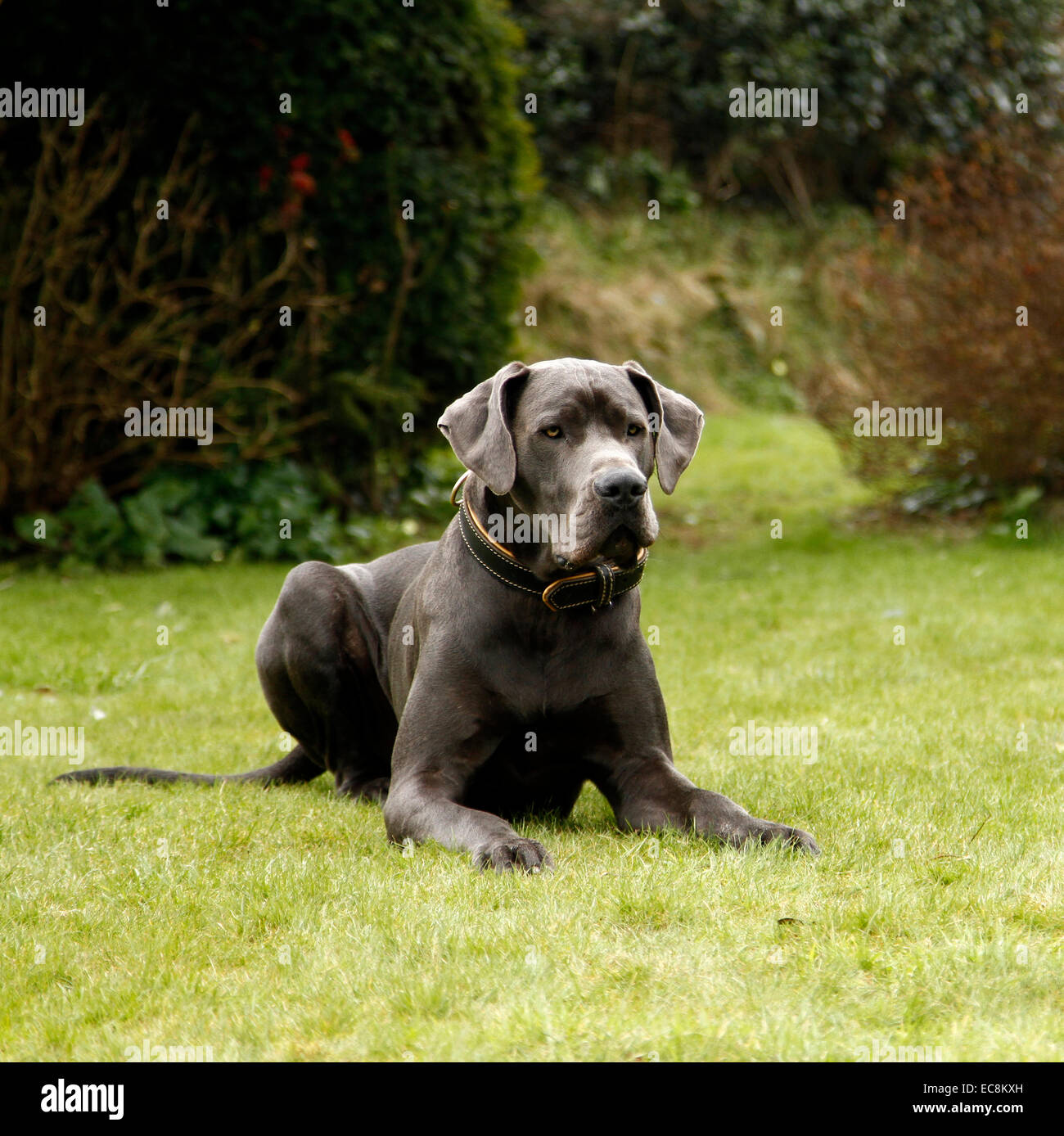 Chien Dogue Allemand Bleu Lun Des Plus Haut Du Monde Race