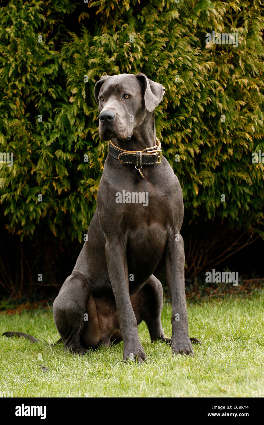 Chien Dogue Allemand Bleu Lun Des Plus Haut Du Monde Race