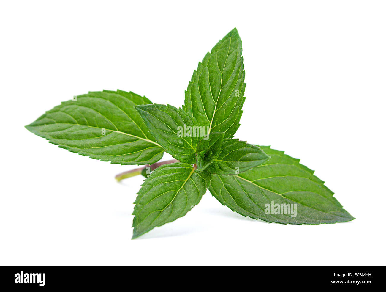 Feuilles de menthe poivrée libre isolé sur fond blanc Banque D'Images