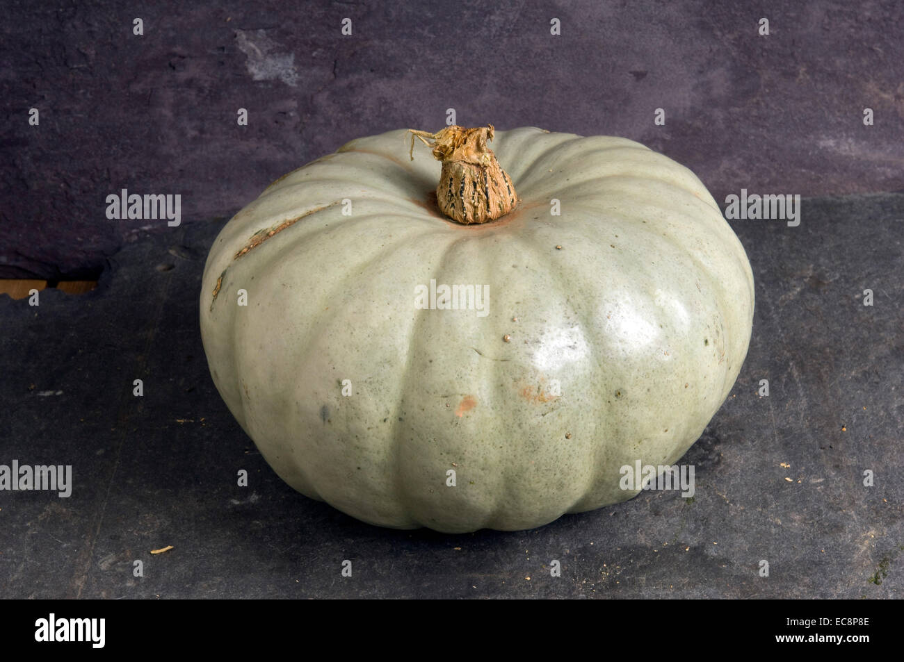 Citrouilles et courges. Ballet bleu Banque D'Images