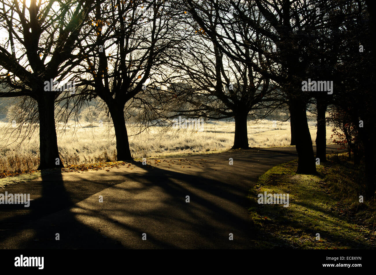 Frost matin à Hogganfield Park à Glasgow, Ecosse Banque D'Images
