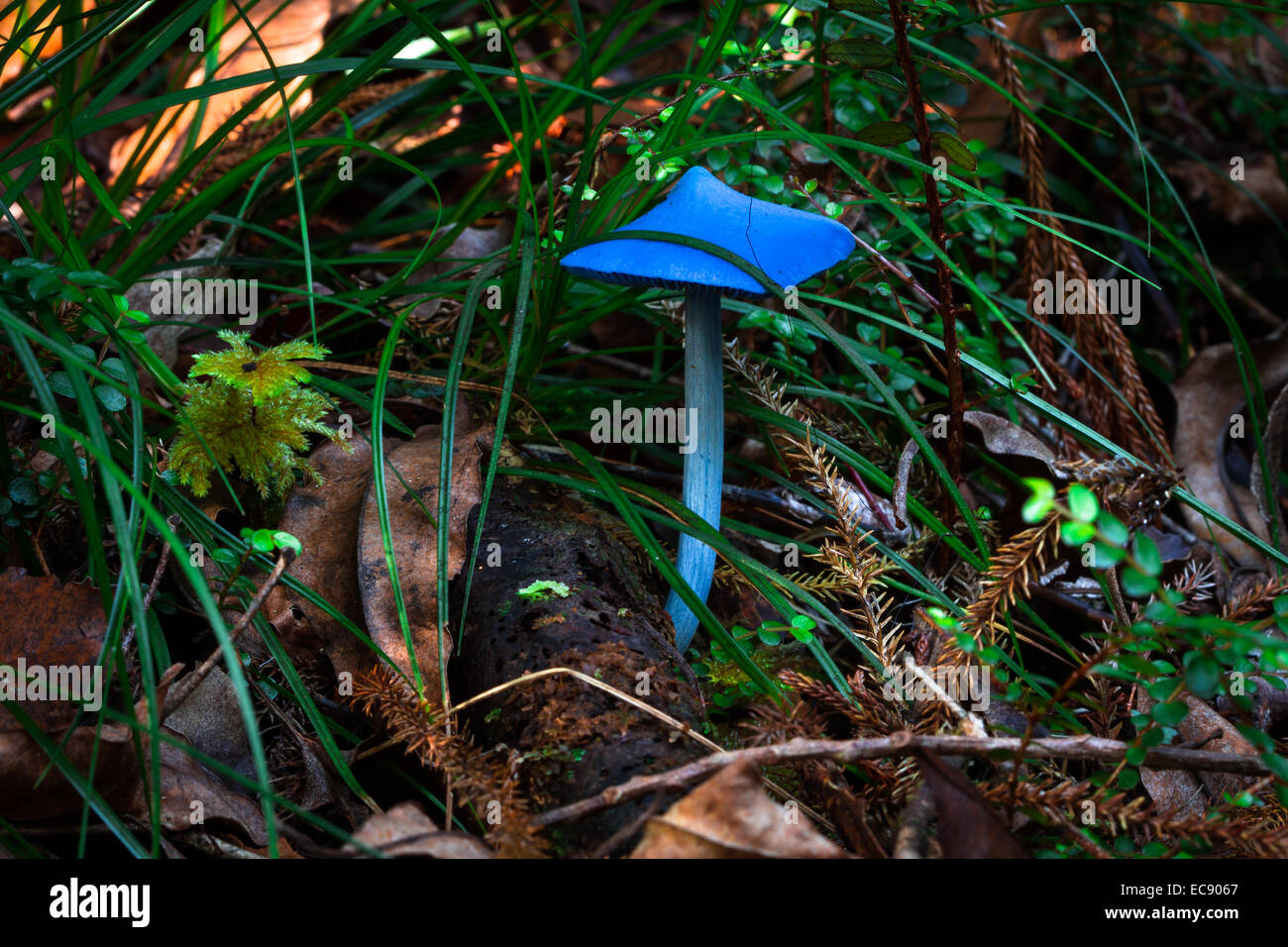Champignon bleu vif (Entoloma hochstetteri) en Nouvelle Zélande Banque D'Images