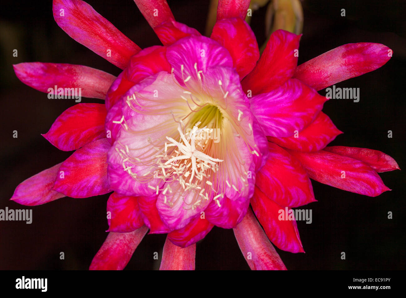 Grand spectaculaire fleur de cactus epiphyllum rouge vif avec des pétales intérieurs magenta & gorge blanche sur fond noir Banque D'Images