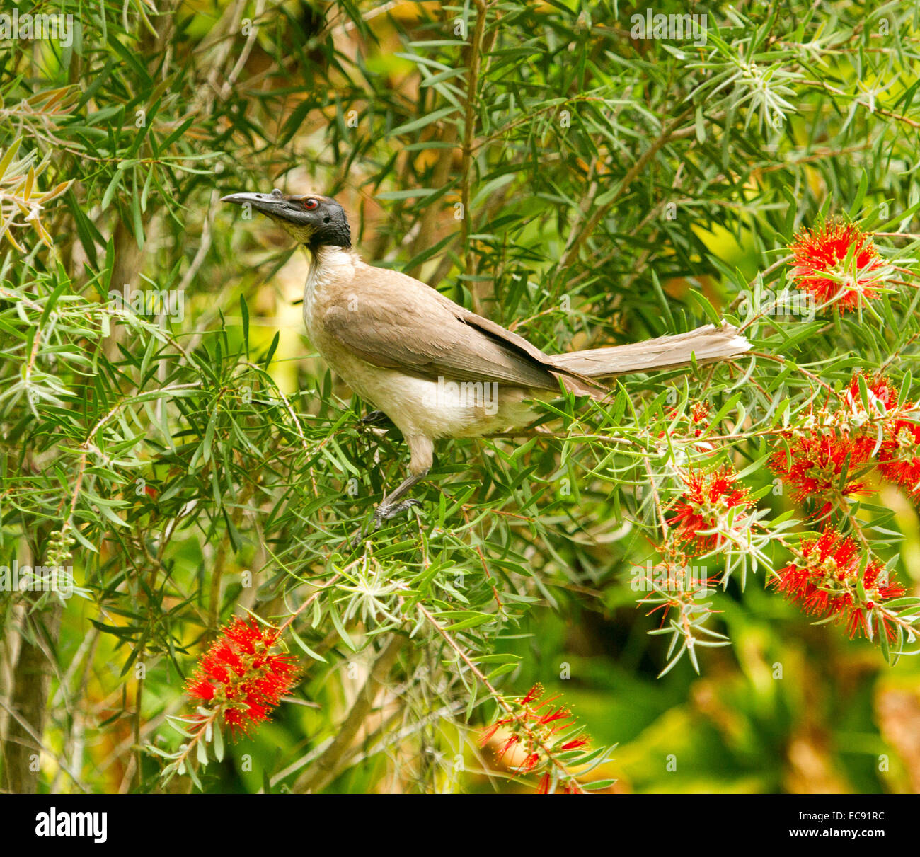 Frère bruyant oiseau, Philemon corniculatus, méliphage australienne se nourrissant de fleurs rouge de bottlebrush Callistemon / tree Banque D'Images