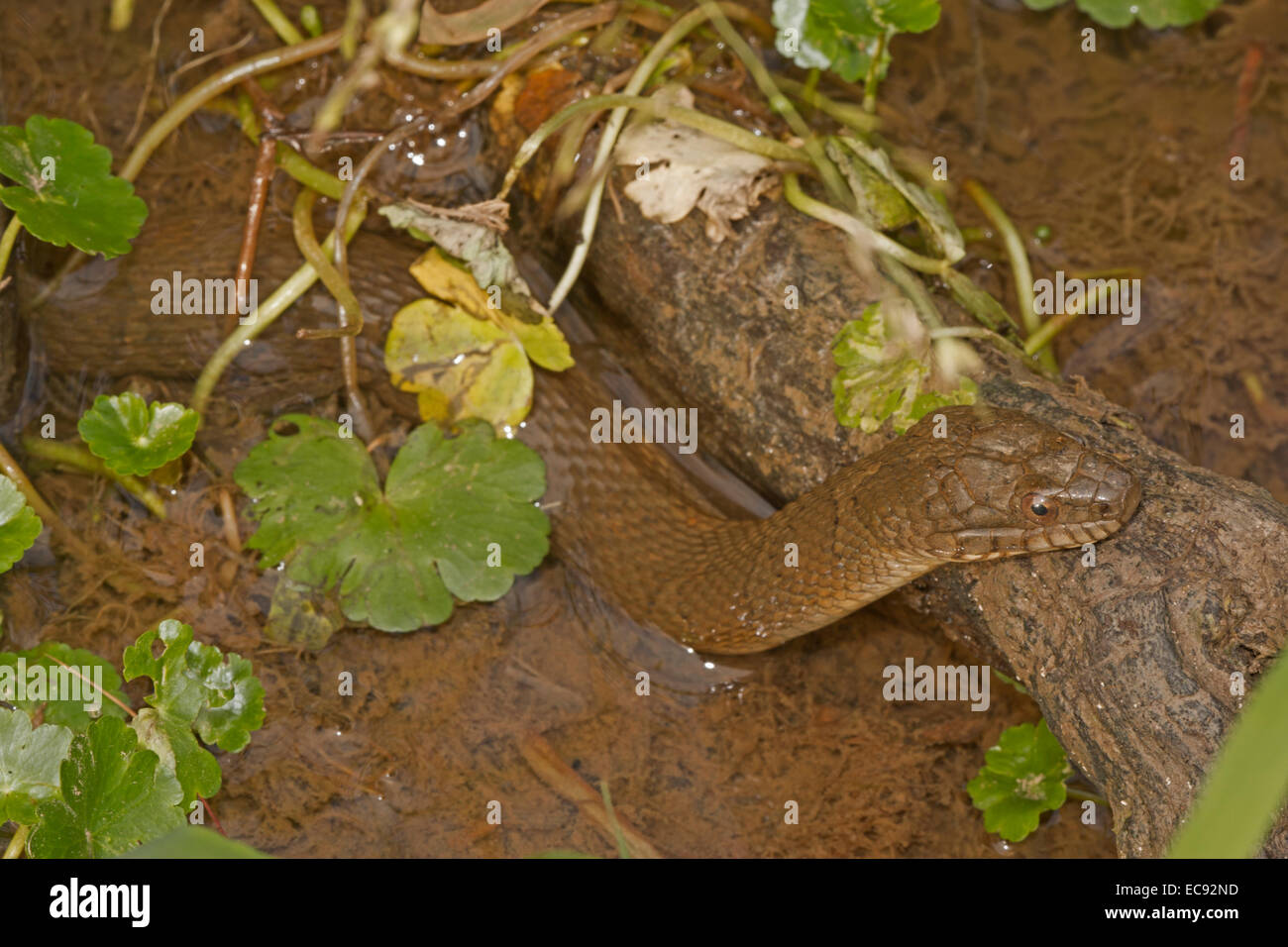 Couleuvre d'eau (Nerodia sipedon, Virginie Banque D'Images