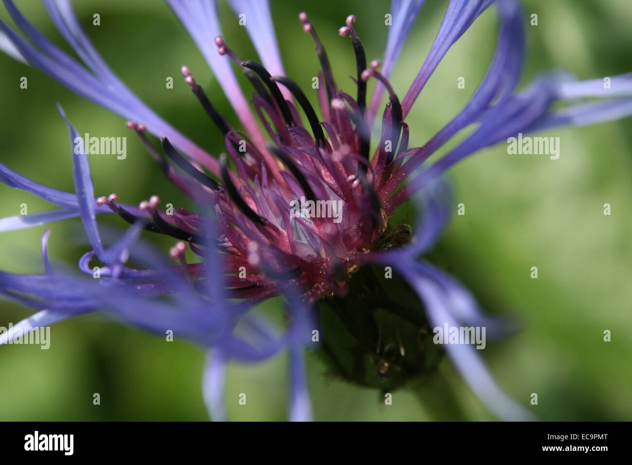 Centaurea cyanus, bleuet, bouton de baccalauréat Banque D'Images