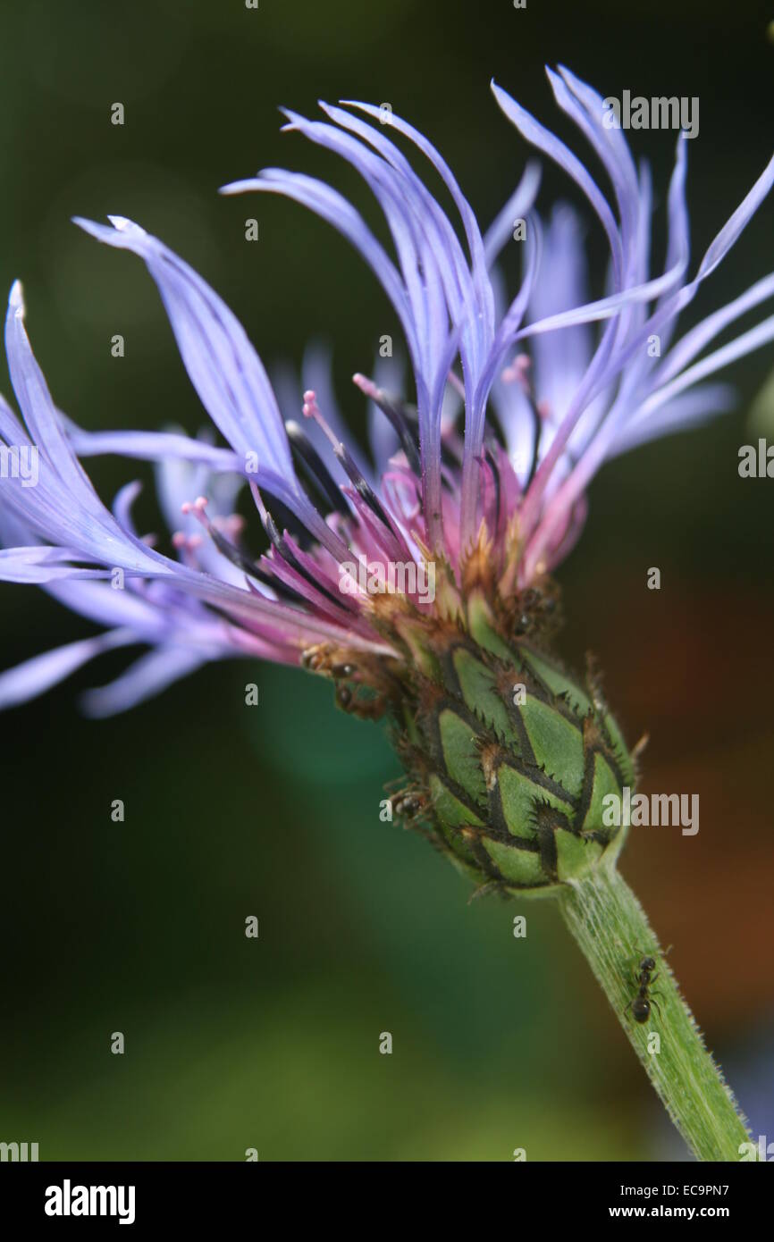 Centaurea cyanus, bleuet, bouton de baccalauréat Banque D'Images
