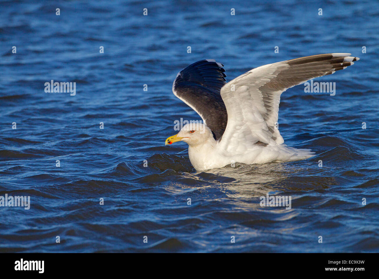Moindre Goéland marin Larus fuscus atterrissage sur la mer Banque D'Images