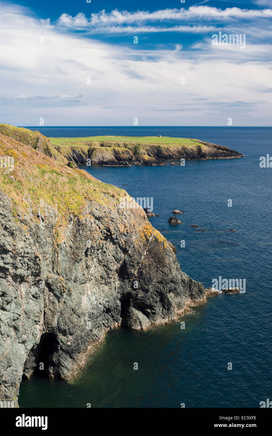 Les falaises de la mer Dunbrattin, Copper Coast Geopark, comté de Waterford, avec l'insuffisance rénale et l'ajonc la vesce jaune Banque D'Images