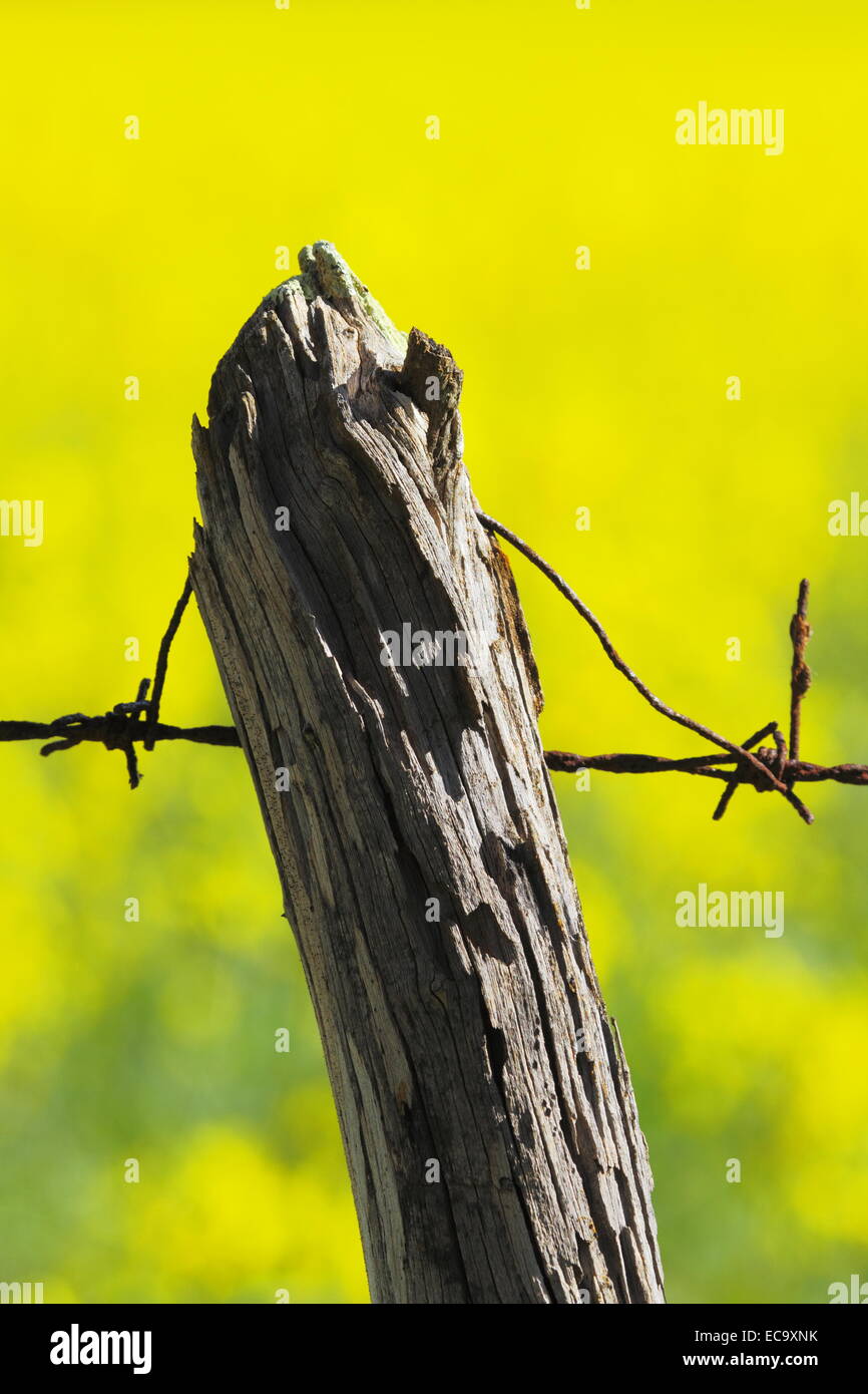 Un poteau de clôture en bois et du fil de fer barbelé bordant un champ de canola près de New Norcia, en Australie occidentale. Banque D'Images