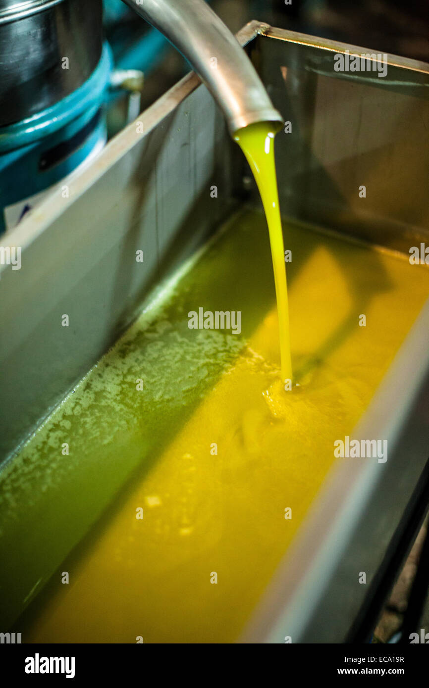 L'huile d'olive douce qui sort de l'entonnoir touche Banque D'Images