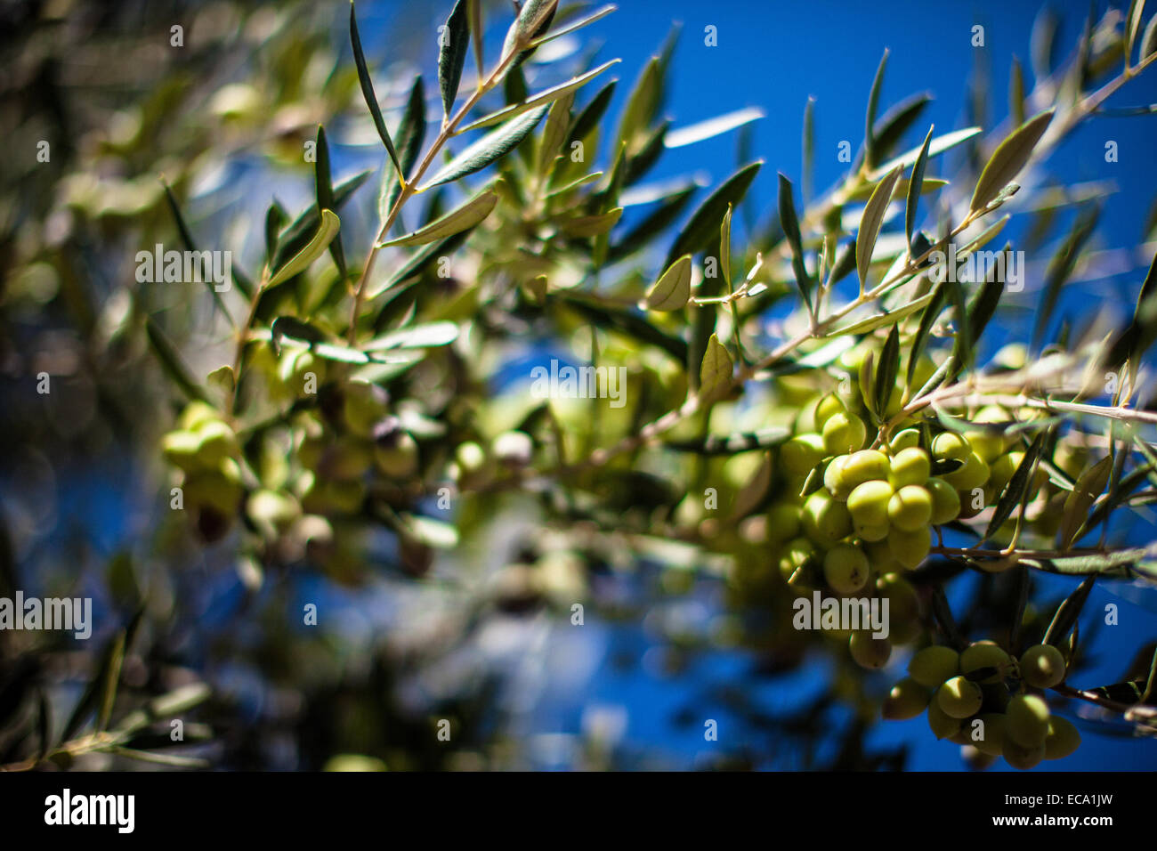Close up of reen olives sur une branche prête à être cueillie Banque D'Images