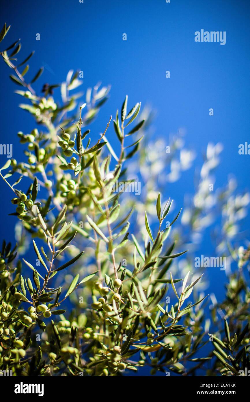 Olives vertes sur une branche prête à être cueillie Banque D'Images
