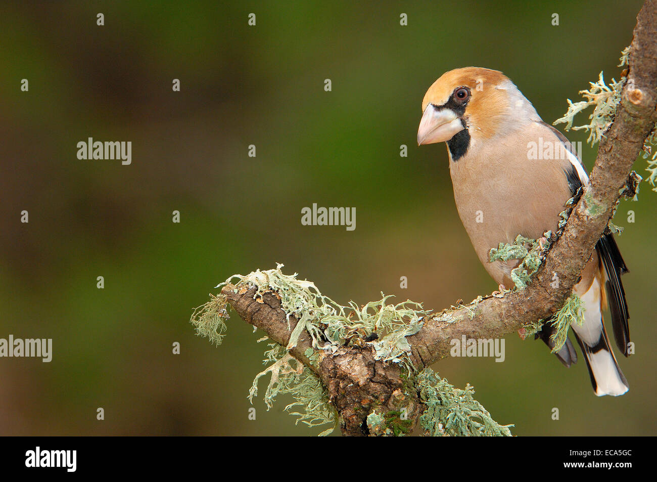 (Coccothraustes coccothraustes Hawfinch), Andujar, Jaen province, Andalusia, Spain, Europe Banque D'Images