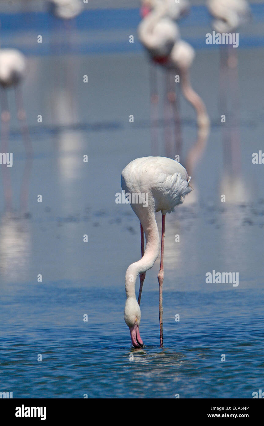 Flamant rose (Phoenicopterus ruber), la lagune de Fuente de Piedra, la province de Málaga, Andalousie, Espagne, Europe Banque D'Images