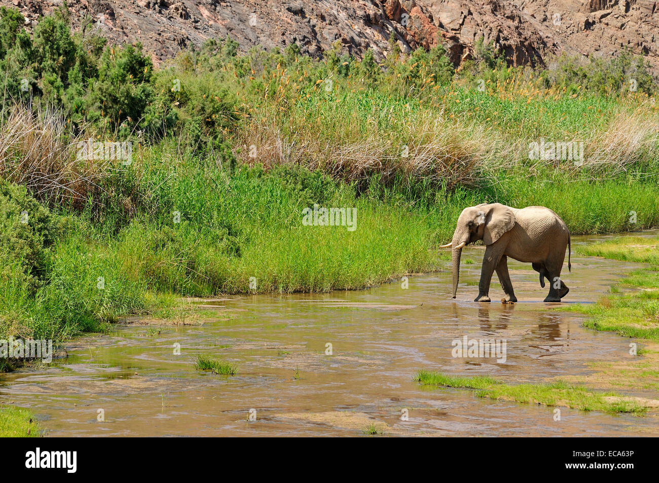 De rares désert de Namibie Elephant (Loxodonta africana), Bull, de la rivière Hoarusib, Désert du Namib, Kaokoland, Kaokoveld, province de Kunene Banque D'Images