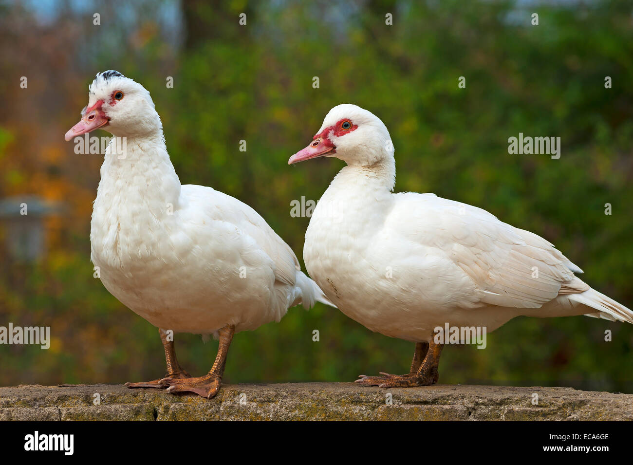 Deux canards de Barbarie (Cairina moschata) sur un mur, Bavière, Allemagne Banque D'Images