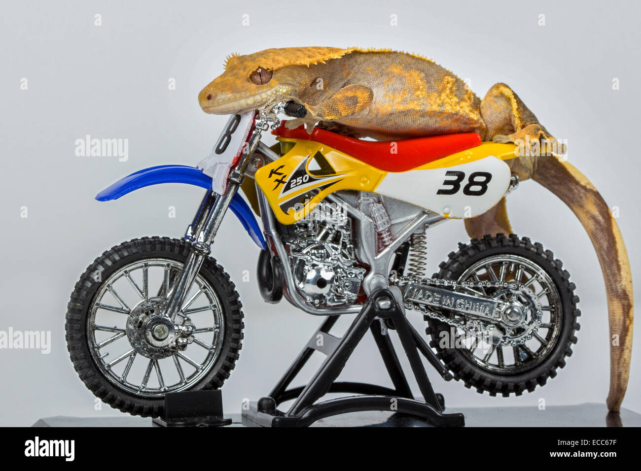 Crested Gecko sur une moto Banque D'Images