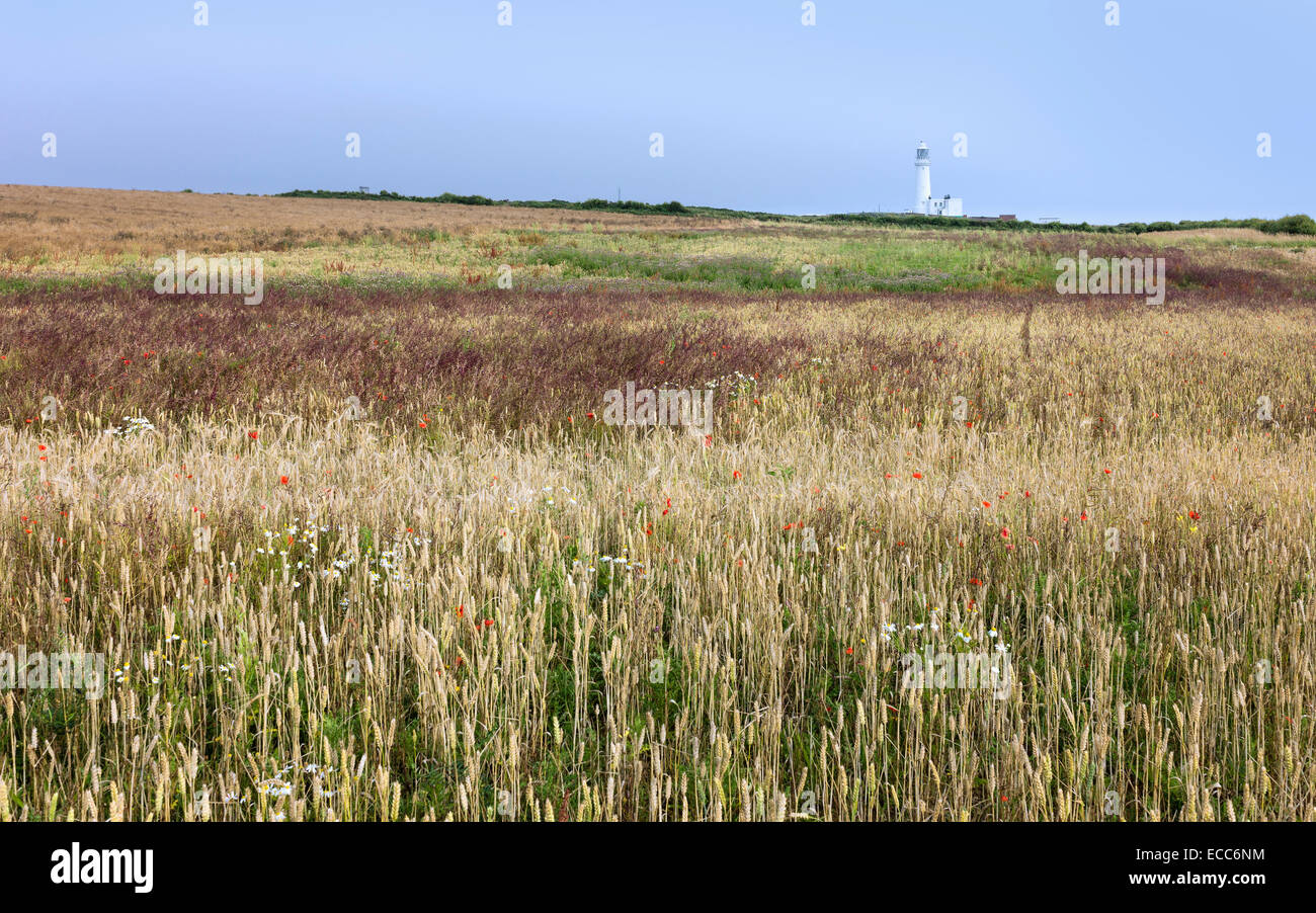 Le phare entouré par un champ de blé et de fleurs sauvages en été à Flamborough Head, East Riding of Yorkshire, UK. Banque D'Images