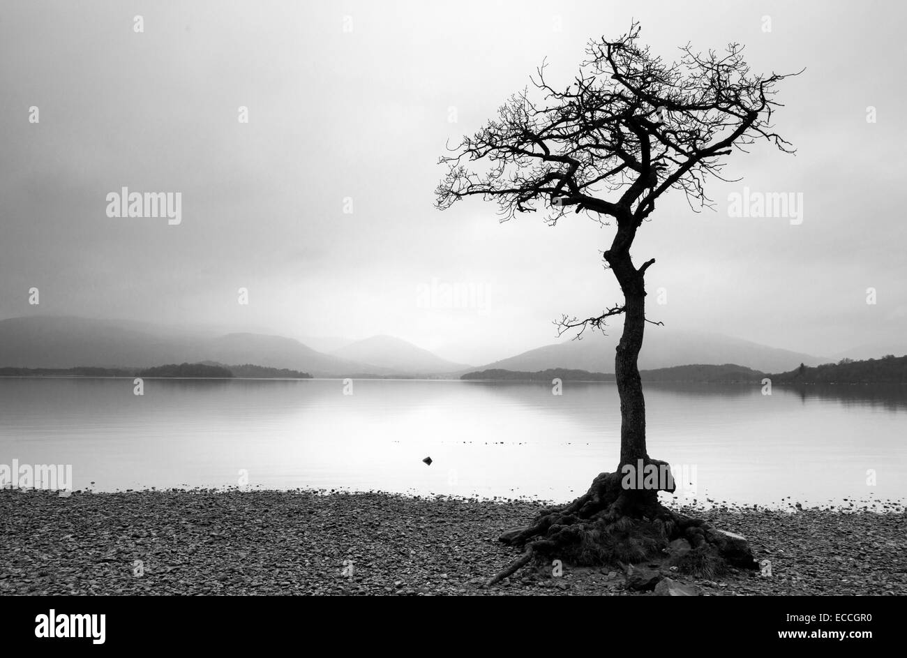 Un arbre isolé se découpant sur les rives du Loch Lomond à Milarrochy dans les Highlands, en Écosse, Royaume-Uni Banque D'Images