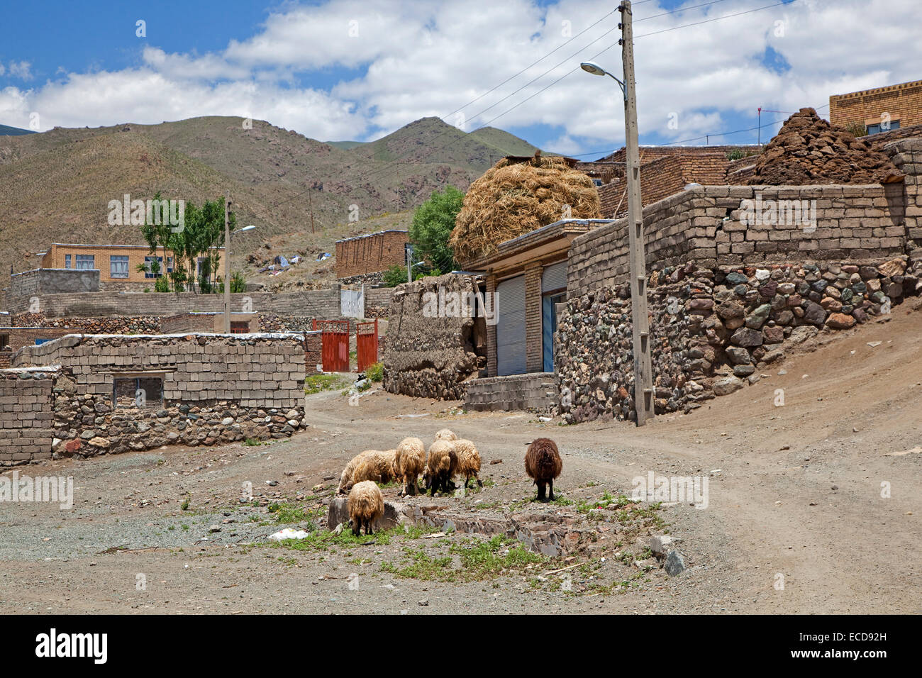 Troupeau de moutons dans la rue de l'environnement poussiéreux, petite Qotur ville frontière de l'Ouest, l'Azerbaïdjan, l'Iran Banque D'Images Troupeau de moutons dans la rue de l'environnement poussiéreux, petite Qotur ville frontière de l'Ouest, l'Azerbaïdjan, l'Iran Banque D'Images