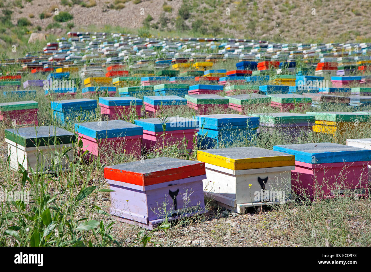 Un Rucher Ruches d'abeilles Banque de photographies et d’images à haute ...