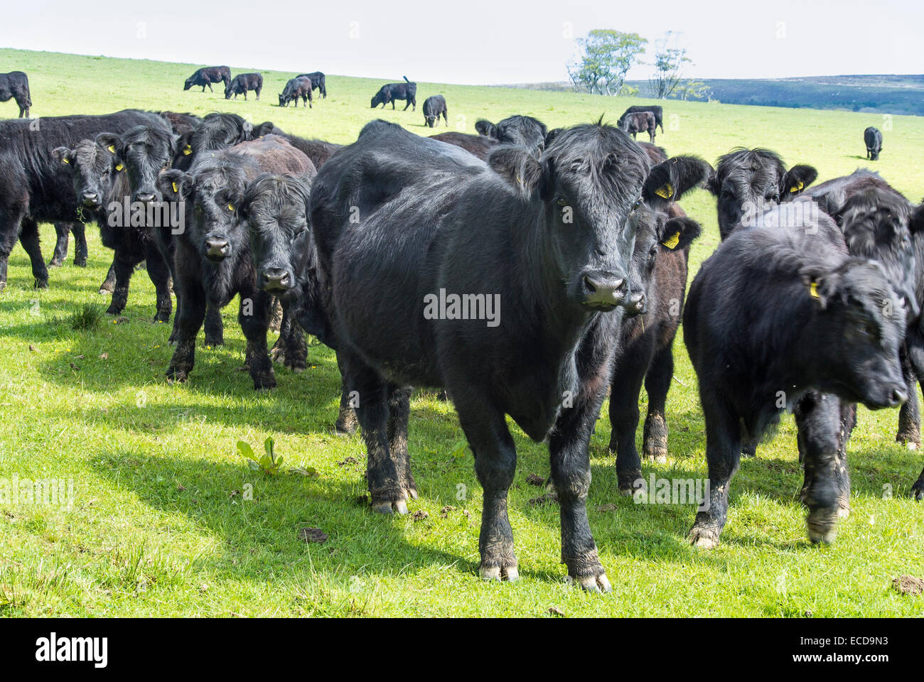 Bovins noir gallois sur ferme à Gower Wales Banque D'Images