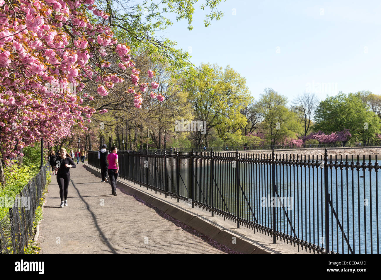 Le réservoir de jogging, de Central Park au printemps, NEW YORK, USA Banque D'Images