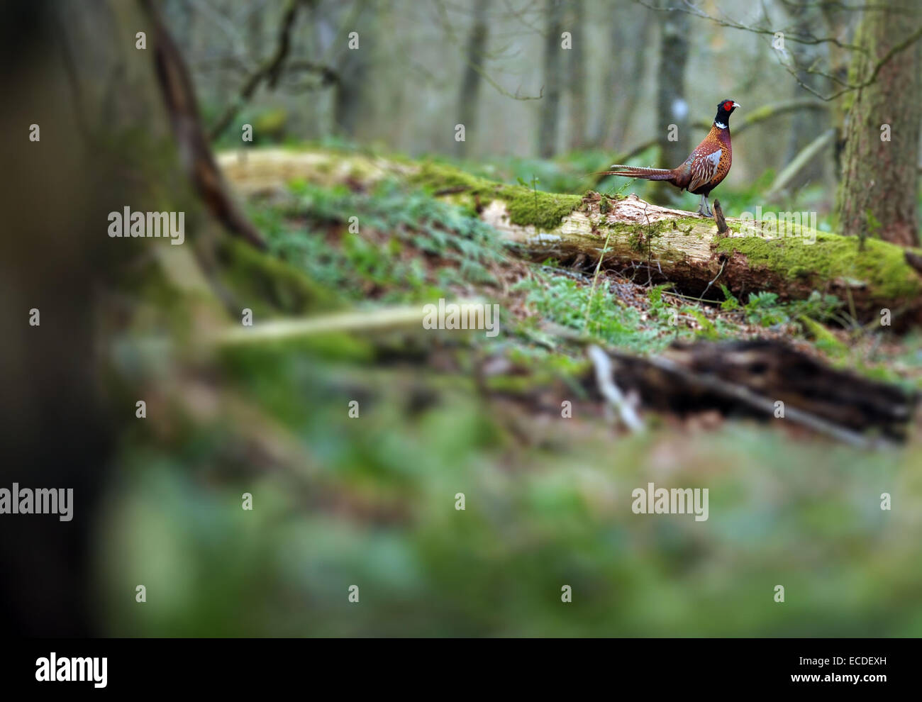 Un faisan promenades dans une forêt dans la région des Scottish Borders en hiver Banque D'Images