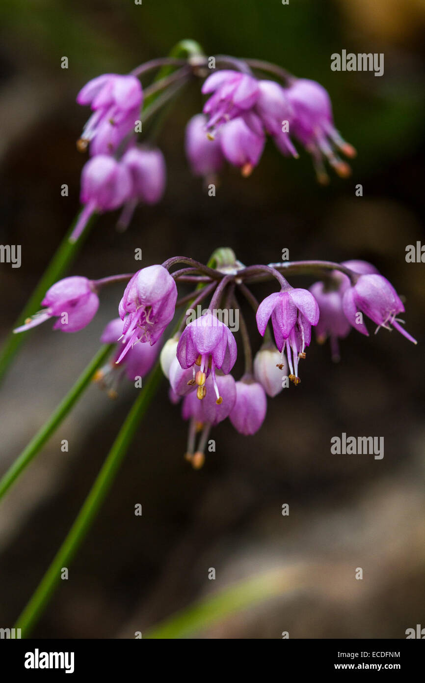 L'oignon de tête (Allium cernuum), une espèce végétale indigène, se trouve dans le parc national des montagnes Rocheuses. Connue pour ses fleurs de tête distinctives, elle contribue à la biodiversité du parc. Banque D'Images