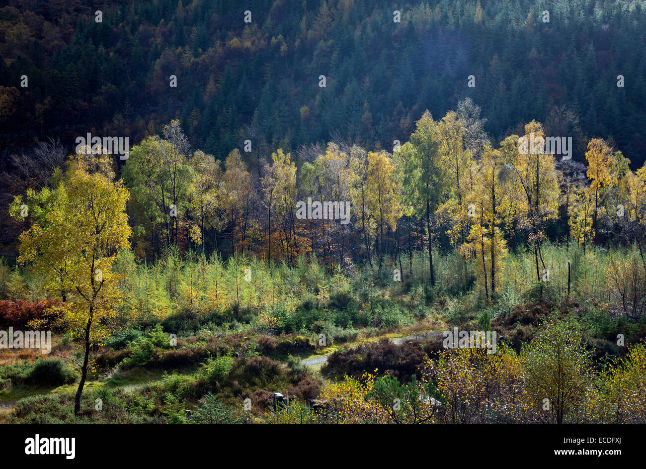 Retour à la nature, la nature de l'ancien site récupération Hafna mine à Nant Uchaf dans le Gwydyr forêt automne Parc national Snowdonia Banque D'Images