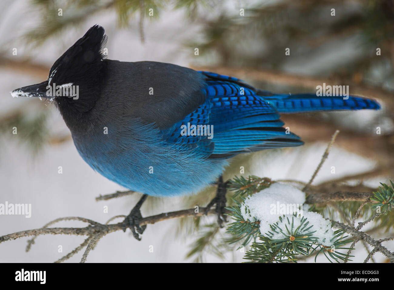 Geai de Steller, Eagle Cliff, 49 2013 Banque D'Images