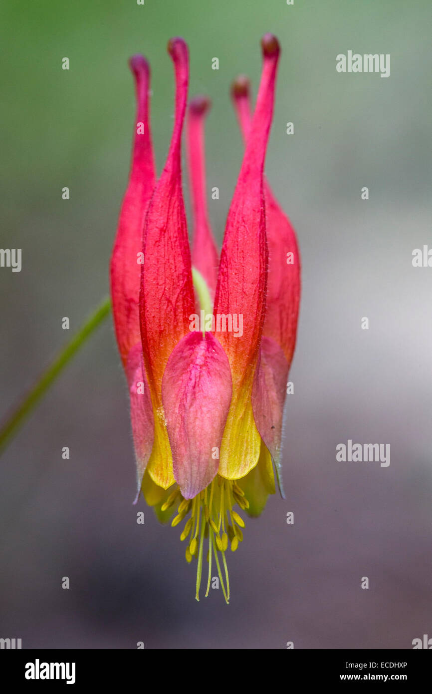 Western Columbine Aquilegia formosa Banque D'Images