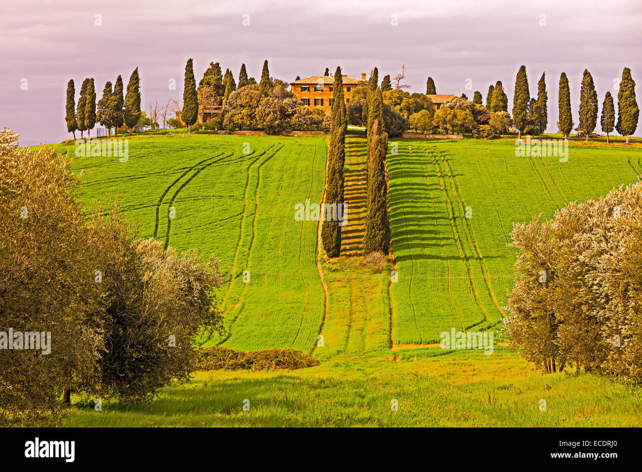 Villa dans la campagne Toscane, Province de Sienne, Toscane, Italie, Europe. Banque D'Images