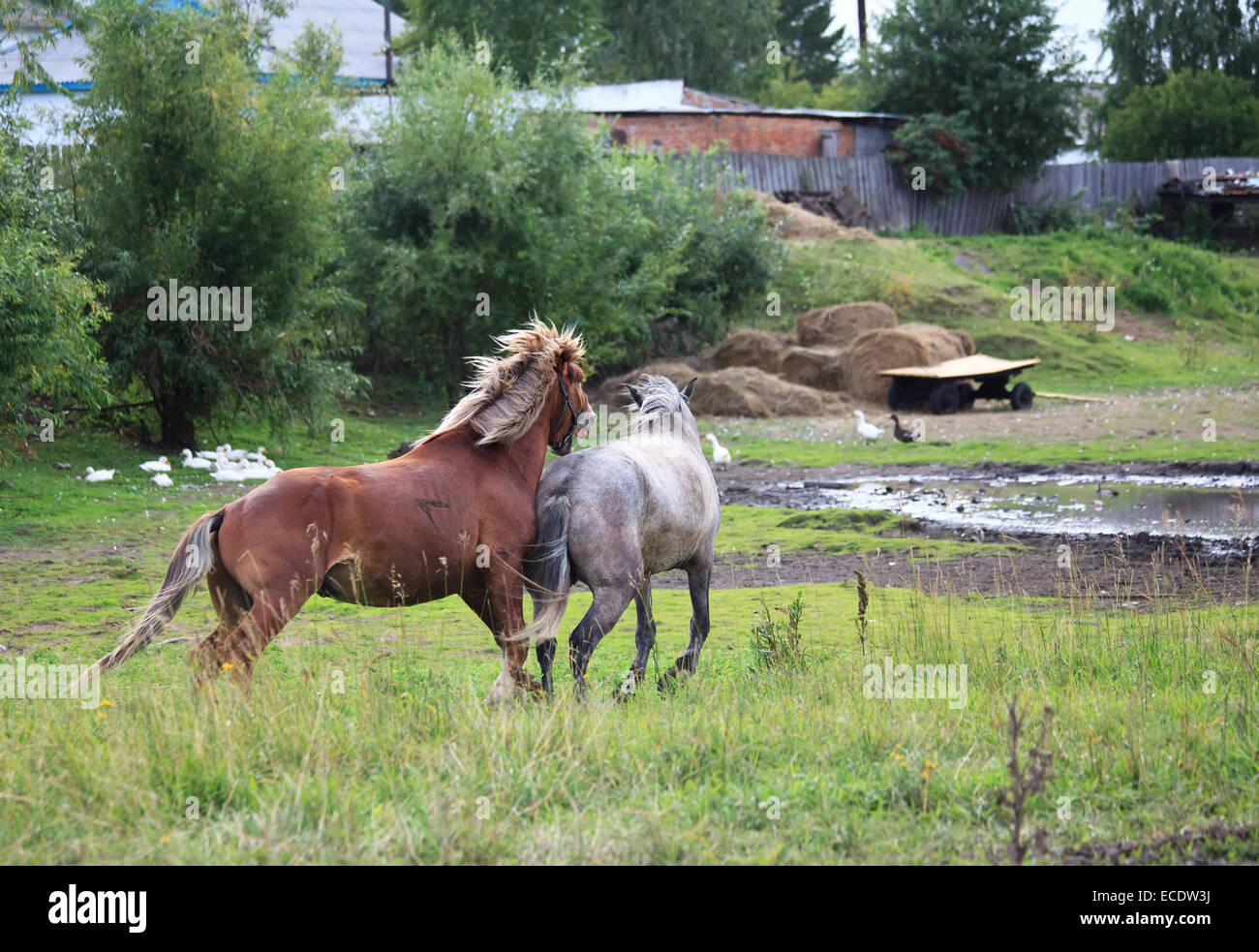 Chevaux de cour. Banque D'Images