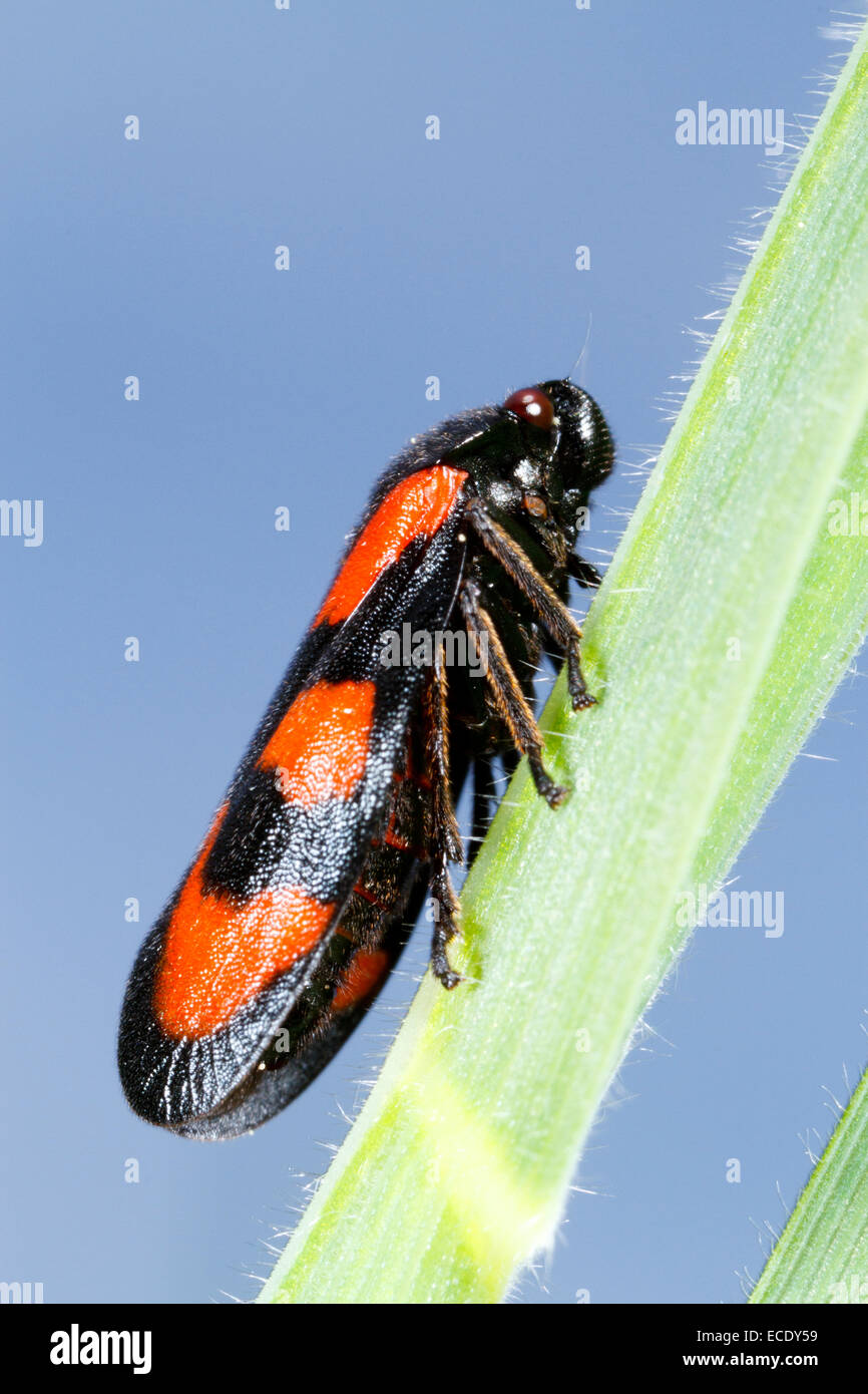 Black-et-rouge (Froghopper Cercopis vulnerata) adulte. Powys, Pays de Galles. Mai. Banque D'Images