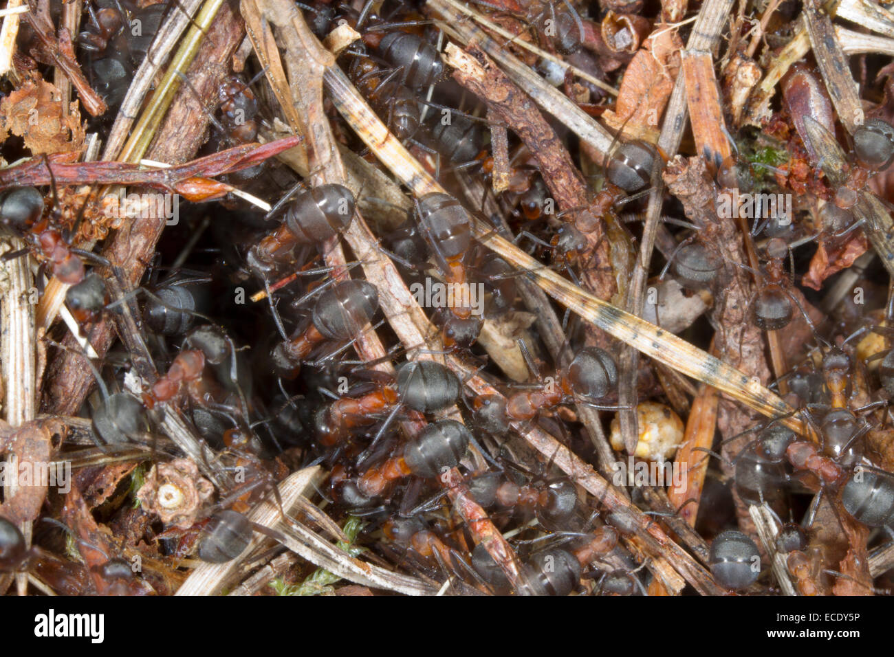 Red les fourmis des bois (Formica rufa) travailleurs adultes déménagement sur la surface d'un monticule de nidification. Exmoor, Somerset, Angleterre. Mai. Banque D'Images