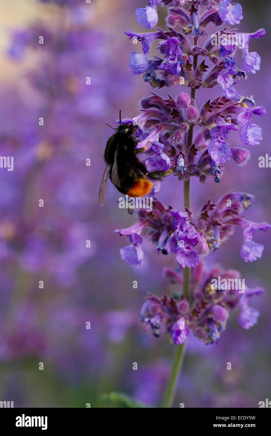 Red-tailed bourdon (Bombus lapidarius) se nourrissant de salvia dans un jardin. Le Somerset, Angleterre. De juin. Banque D'Images