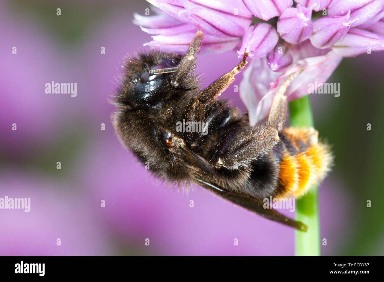 Hill Cuckoo bourdon (Bombus rupestris) femelle adulte se nourrit de la ciboulette dans un jardin. Powys, Pays de Galles. De juin. Banque D'Images